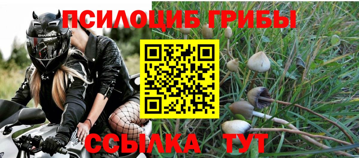 Псилоцибиновые грибы Psilocybe  Красноярск 
